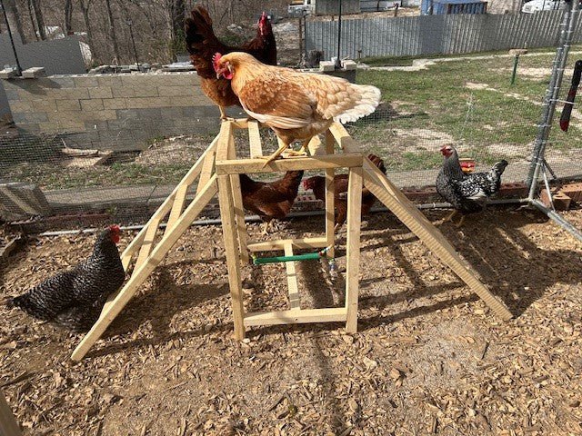 Chicken Jungle Gym - Dave Davis Woodworking