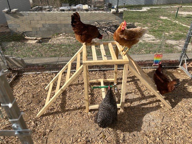 Chicken Jungle Gym - Dave Davis Woodworking